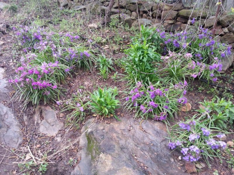 Purple flowering plants in landscape garden with rocks and soil, beautiful garden design by John Russell Landscape Architect.