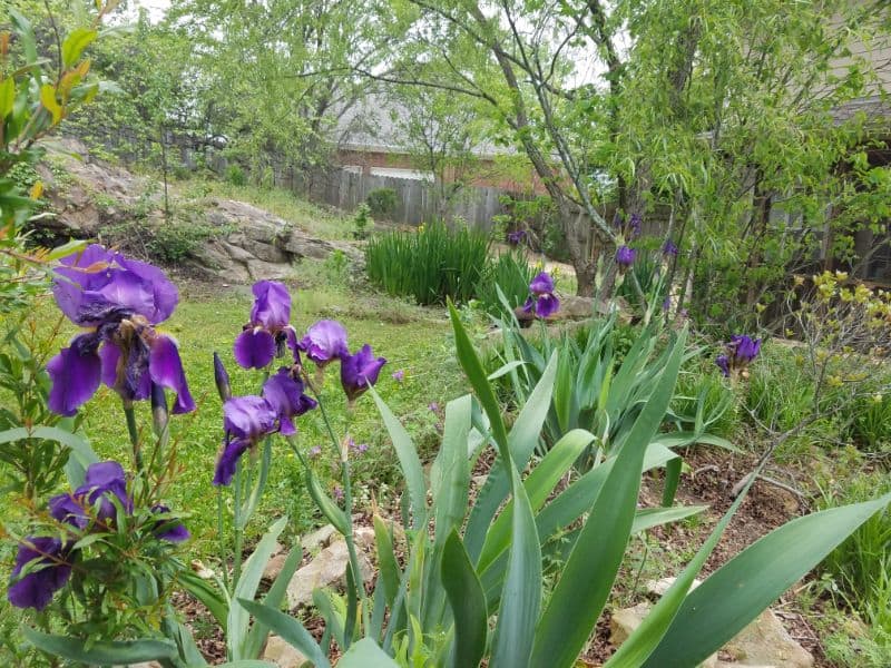 Purple iris flowers blooming in a lush garden landscape with greenery and rocks, designed by John Russell Landscape Architect, showcasing vibrant plant arrangements and serene outdoor spaces.