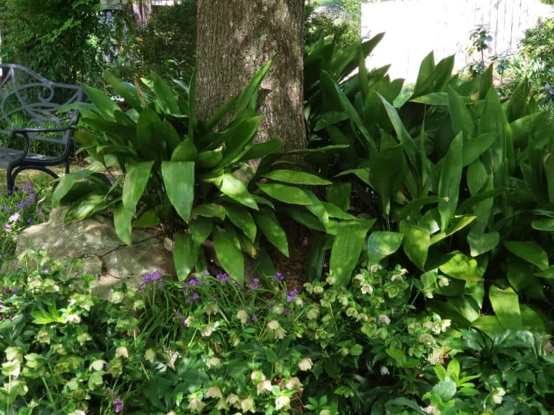 Lush garden landscape featuring vibrant green plants, flowering ground cover, and mature trees, designed by John Russell Landscape Architect for aesthetic outdoor spaces.