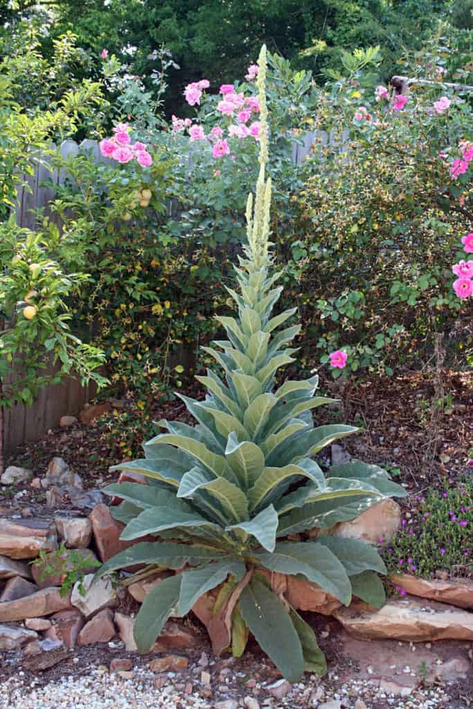 Aloe Vera plant with tall flower spike in a lush garden setting with pink roses and green foliage.