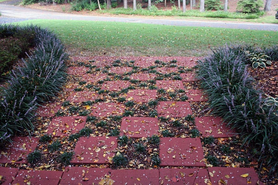 Red brick paver walkway with landscaped purple flowering plants and fallen autumn leaves, part of residential landscape design by John Russell Landscape Architect in a suburban yard.