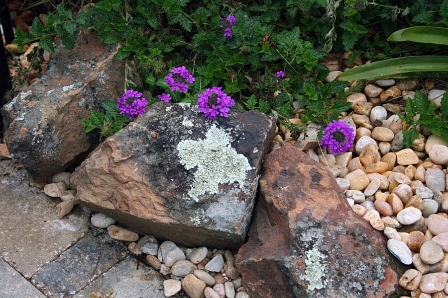 Vivid purple flowering plants growing among rocks and pebbles in a landscaped garden scene by John Russell Landscape Architect.