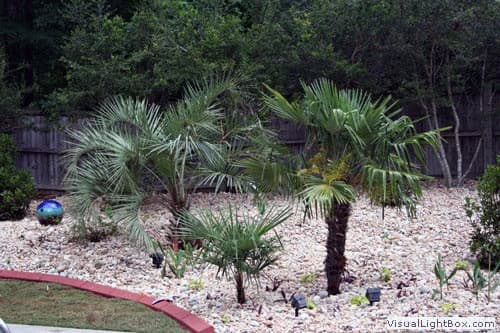 Tropical landscape design with palm trees and decorative rocks by John Russell Landscape Architect.