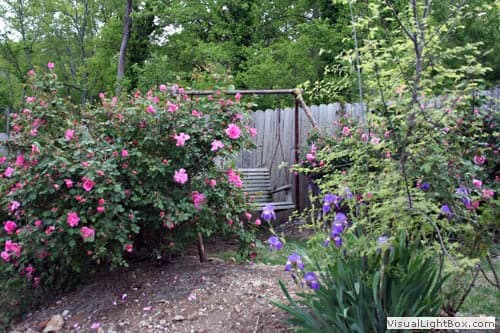 Climbing pink and purple roses surrounding a rustic wooden garden gate in a lush landscaped backyard.