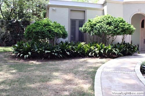 Lush green shrubs and landscaped garden space designed by John Russell Landscape Architect outside a modern house.