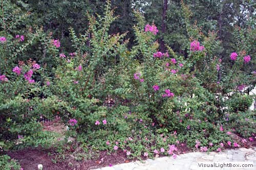Vibrant pink flowering shrub landscape design with lush greenery, ideal for residential gardens and outdoor spaces.