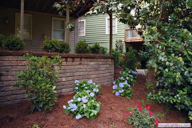 Hydrangea garden landscape design by John Russell Landscape Architect with residential home in background in a lush yard.
