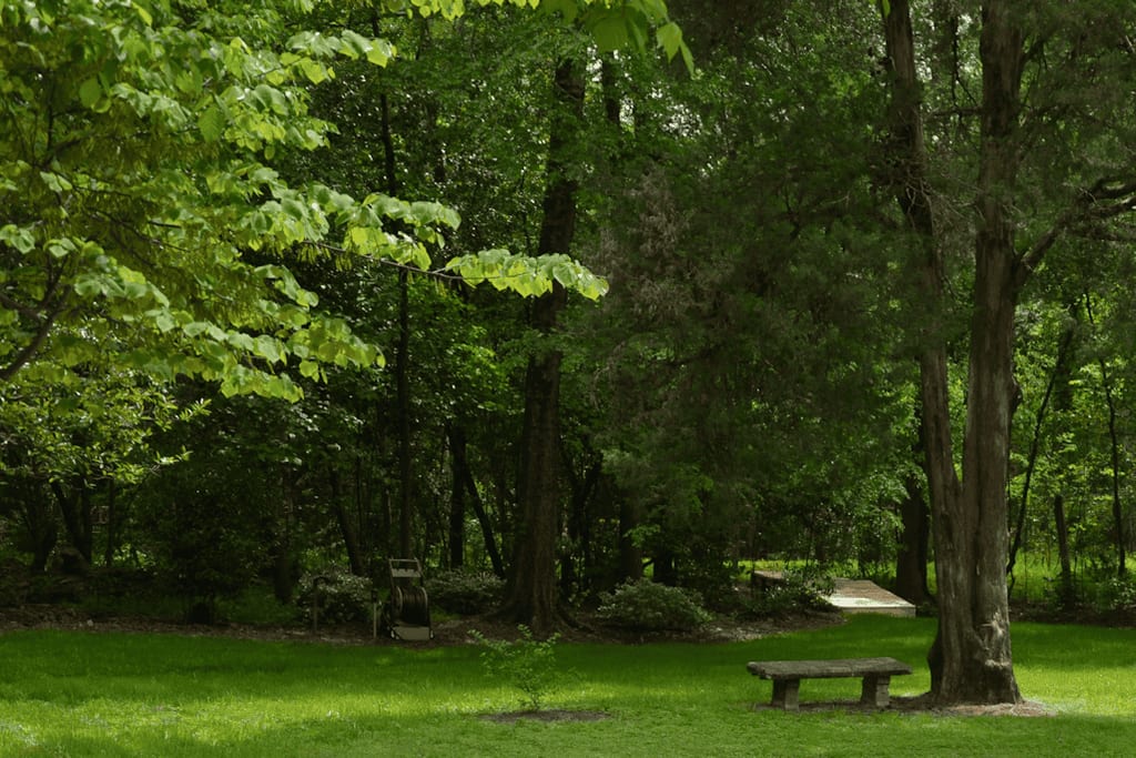 Lush backyard with mature trees, vibrant green lawn, and rustic bench, showcasing expert landscape architecture by John Russell Landscape Architect.