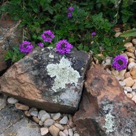 Vivid purple flowering plants growing among rocks and pebbles in a landscaped garden scene by John Russell Landscape Architect.