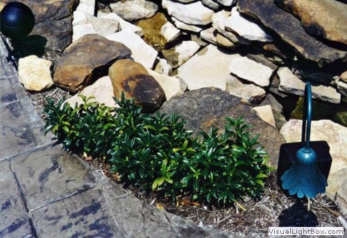 Lush green shrubbery by stone landscape and garden lighting, outdoor landscape design, professional landscape architecture services, John Russell Landscape Architect.