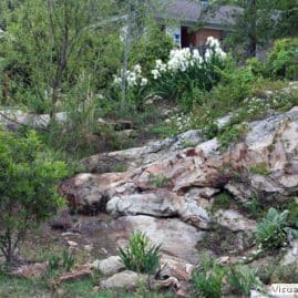 Lush rock garden landscape designed by John Russell Landscape Architect with native plants and stone features.
